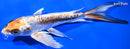 8.25" BENI KIKOKURYU BUTTERFLY