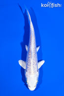 4.25" GINNRIN PLATINUM OGON
