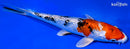 8" GINRIN YAMATO NISHIKI