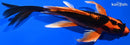 8" ORENJI MATSUBA BUTTERFLY