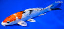 8" GINRIN YAMATO NISHIKI