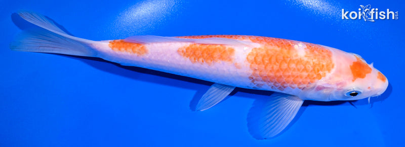 8.75" KOHAKU