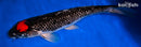 13" TANCHO GOSHIKI