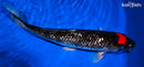 13" TANCHO GOSHIKI