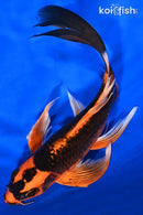 8" ORENJI MATSUBA BUTTERFLY