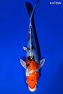 8" GINRIN YAMATO NISHIKI