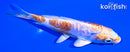 4.5" ARAGOKE KIKUSUI