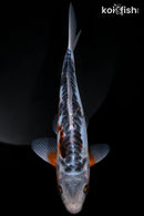 9.25" SHUSUI