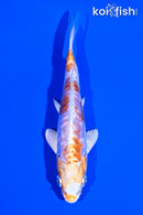 4.5" ARAGOKE KIKUSUI