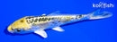 4.25" KIN KIKOKURYU