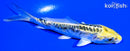 4.25" KIN KIKOKURYU