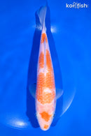 8.75" KOHAKU
