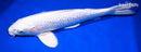 15" GINRIN PLATINUM OGON