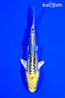 4.25" KIN KIKOKURYU