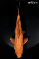 8.75" METALLIC CHAGOI