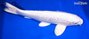 15" GINRIN PLATINUM OGON