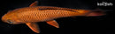 8.75" METALLIC CHAGOI
