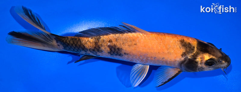 8" HI UTSURI