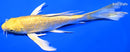 8.5" GINRIN YAMABUKI OGON BUTTERFLY