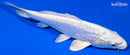 8" DOITSU PLATINUM OGON