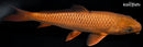 8.75" METALLIC CHAGOI