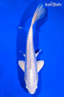 8" DOITSU PLATINUM OGON