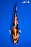 12.75" KIN SHOWA