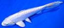 8" DOITSU PLATINUM OGON