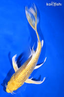 8.5" GINRIN YAMABUKI OGON BUTTERFLY