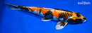 12.75" KIN SHOWA