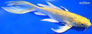 8.5" GINRIN YAMABUKI OGON BUTTERFLY