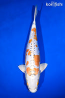 15.75" DOITSU KUJAKU