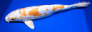 15.75" DOITSU KUJAKU