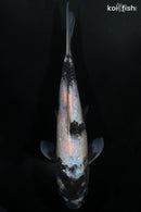 9" BENI MATSUKAWABAKE
