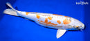 15.75" DOITSU KUJAKU