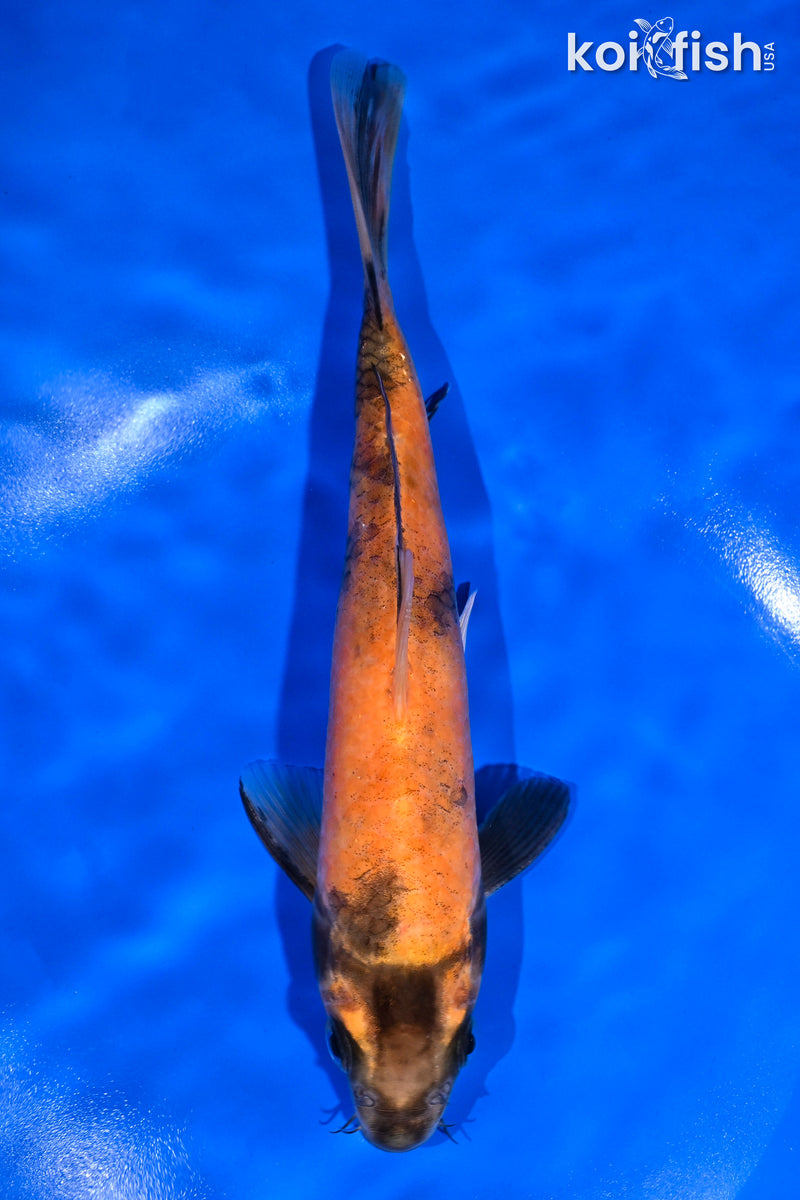 8" HI UTSURI