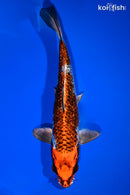 8" BENI GINGA