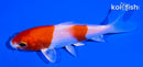 4.25" HARIWAKE