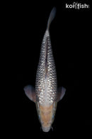 15" GINRIN SORAGOI