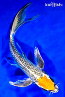 7.75" BENI GINGA BUTTERFLY