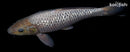 15" GINRIN SORAGOI