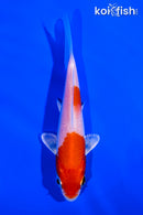 4.25" HARIWAKE