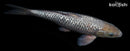 15" GINRIN SORAGOI