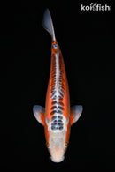 15.75" HI SHUSUI