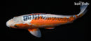 15.75" HI SHUSUI