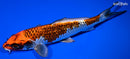 8" BENI GINGA