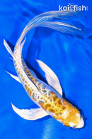 7.75" DOITSU KUJAKU BUTTERFLY