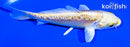 4.25" ARAGOKE YAMABUKI OGON