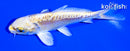 4.25" ARAGOKE YAMABUKI OGON
