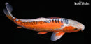 15.75" HI SHUSUI